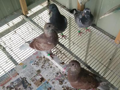 ɹɹ���� ����������(ͼ)