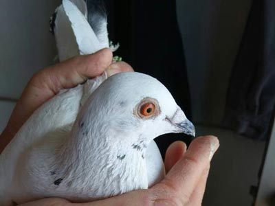 ׼�����ѣ�ѵ�ź�����ʰٷ�֮��(ͼ)