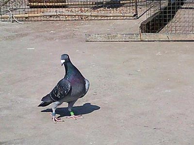 ץ����Ԫ���ر� �������������