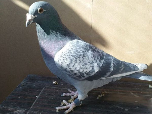 ���͵������ҵġ�����ϵ��(ͼ)