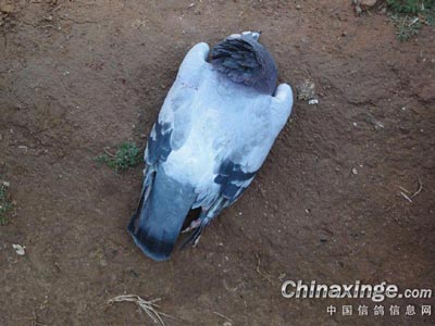 �ָ�ȫ����û ������������