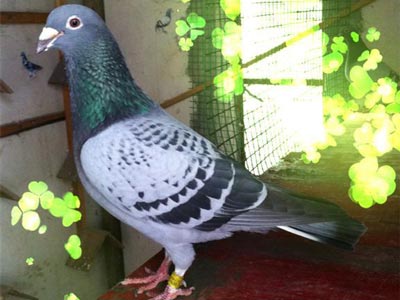 �Է��������� �뵰���벻��Ҫ��(ͼ)