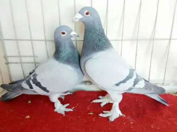 ����ӵ�У����ղصĵ��Դ�ë��(ͼ)