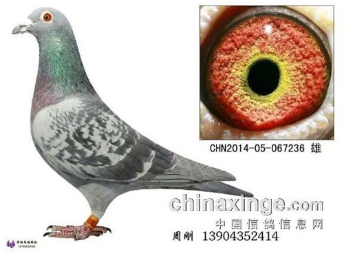 �ø��Ƿ��������ӷɵò���(ͼ)