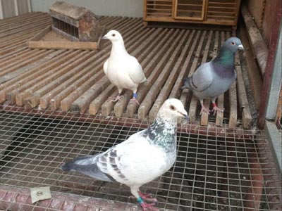 ��ɫ�Ÿ�Ͳ԰���ʿ(ͼ)