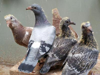 ����Ƶ� ��������ʱ(ͼ)