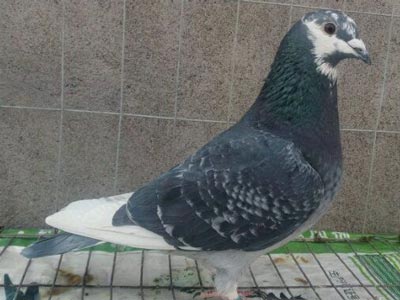 ������������Щ������ô��(ͼ)