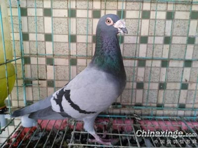 ����������ô��(ͼ)