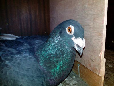 ����3����Ϻ��۾�Ȼ������(ͼ)