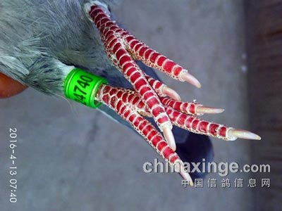 �ֳ�һ��ȫ��צ�Ӹ�(ͼ)