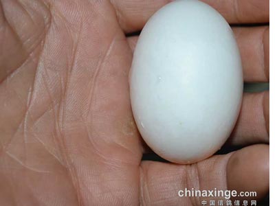 �������ش�Ÿ뵰������(ͼ)