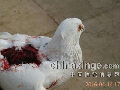 ���뻨��Ϯ ������ѪȾ��(ͼ)