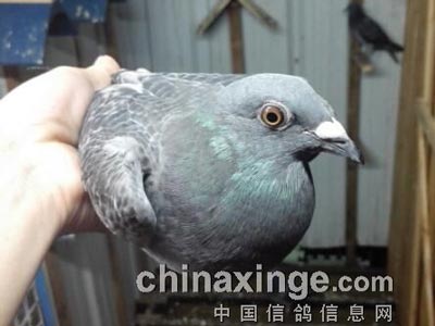 ����άʲ�����Ĵ� С���ָ�ͦ��(ͼ)