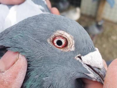 �������ָ�����(ͼ)