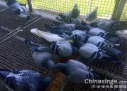 �������룺Ѫͳ�����ж���Ҫ��