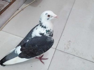 Ư���������͵�ţ���껨��(ͼ)