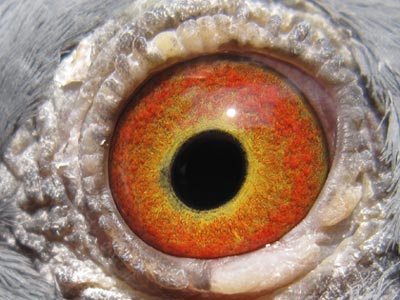 ɰ������� ������(ͼ)