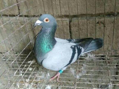 5ս�Ĵ�500���3�ν���2������(ͼ)