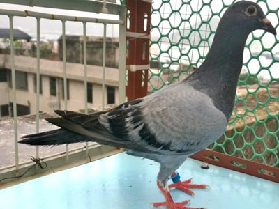 ���������������� ���������߷�(ͼ)