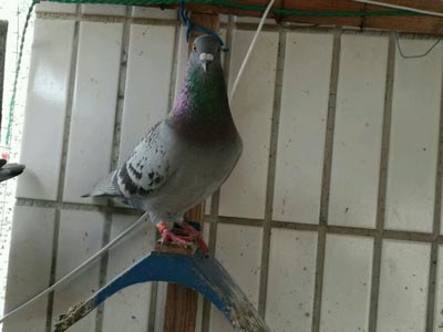 ��첻���� ��ս���ܷ�����������(ͼ)