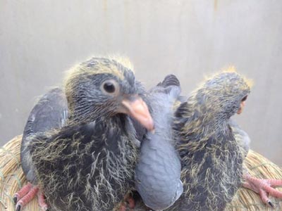 ͬ��ͬ�ڣ����̺�ʯ��ղɭ��ʯ��(ͼ)