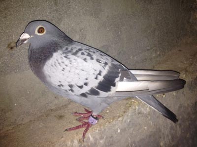 ��̨һ���������� ����ұ���(ͼ)