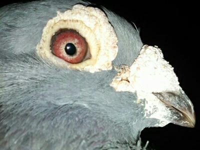 �󹴴��ǡ�˧���뵥����(ͼ)