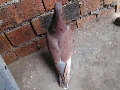 ����˫��ʮһ�� ���Ų���(ͼ)