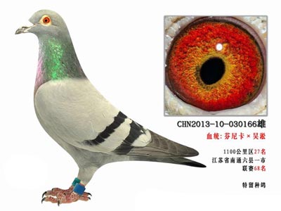 ͨɱ12�� ����Ѫϵ�������Ǵ���(ͼ)