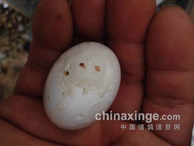 ���ţ��ѷ쵰�޲���ɹ�����(ͼ)