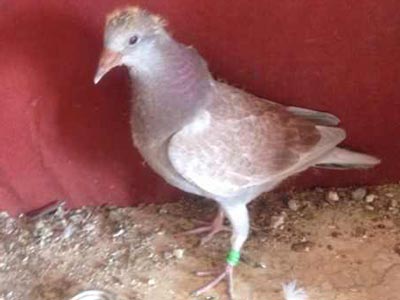 ף�Һ��ˣ�������ġ�ͯ�Ӿ���(ͼ)