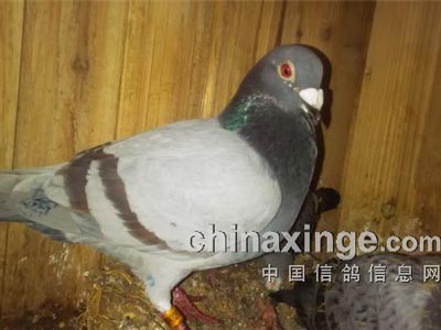 ����ʧ�� �Ϻ���500�����10��7(ͼ)