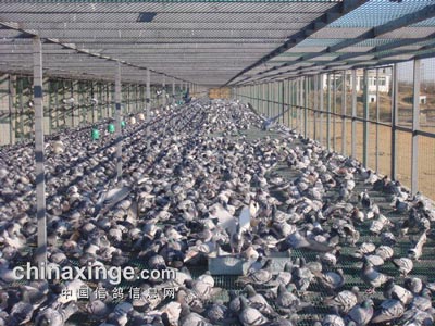 ���ƵĴ��� 6��ȫ����û