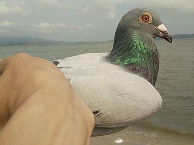 �����룺�׺ͻ���������(ͼ)