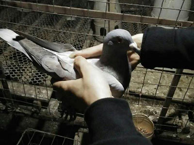 ��������û����ͷǿ