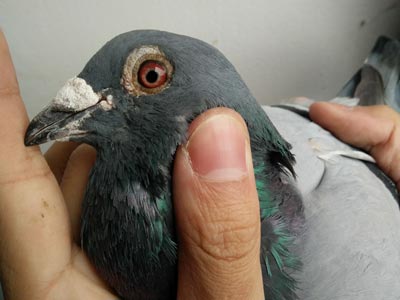 ���11�������Ų���(ͼ)