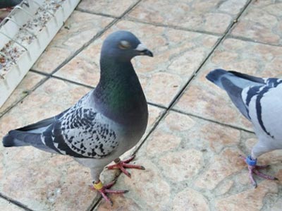 ����ĸ�����֣�(ͼ)