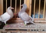 ������������Ƶ��Ŀ������Ⱥ����������Ÿ����ֻ��⣨��һ���֣�
