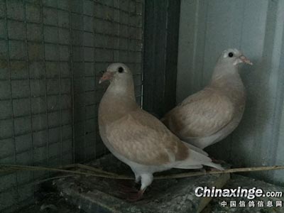 ����һ��Ư���Ƹ���(ͼ)