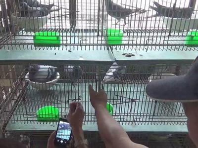 ��ƴ�ģ���Զǧ��͵������(ͼ)