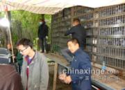 �½�ʯ�����İټ��� �����겻����(ͼ)