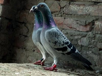 ������Щ�ǲ���(ͼ)