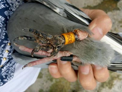 ����ݽ����� ֻ�ܽ�֫���Σ�(ͼ)