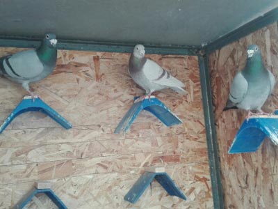 �ġ�Ԫ�ϡ��ۻ�(ͼ)