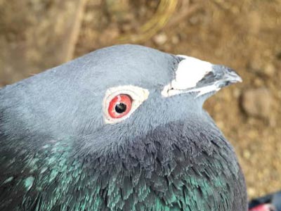 ���������Ϲ�ĸ(ͼ)