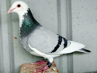 �������Ŵ�(ͼ)