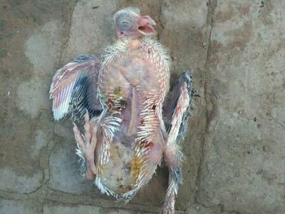 ������� С�뱻����ҧ��(ͼ)