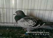 ��������߰ٷ�62���չ�21��