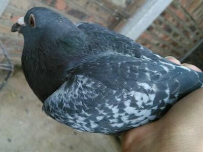 ���һ�Ը� �����ݡ����ϡ�(ͼ)