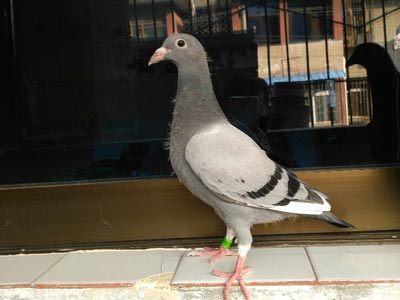 �������16�����ѡ�ּ���ĸ(ͼ)